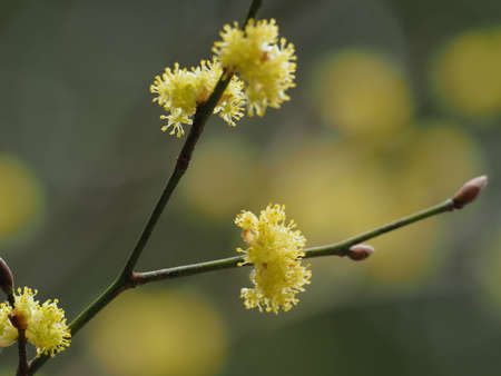 Lindera obtusiloba flowers blooming in early springの写真素材