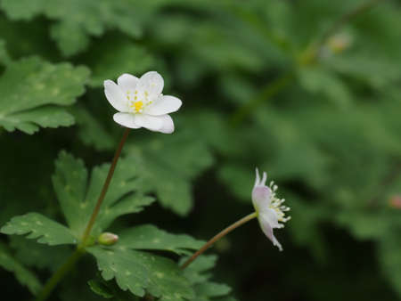 Wind flower is blooming in spring forest