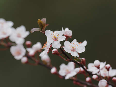 White flowers and purplish red leaves Myrobalan plumの写真素材