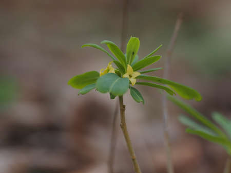 Daphne jezoen bloom in the spring mountains of Japan