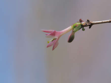Lonicera gracilipes that grow naturally in the mountains of Japanの写真素材