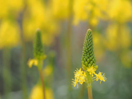 Yellow Bulbine in the spring flowerbedの写真素材