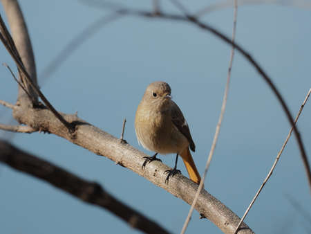 Cute redstart on tree branch in forestの写真素材