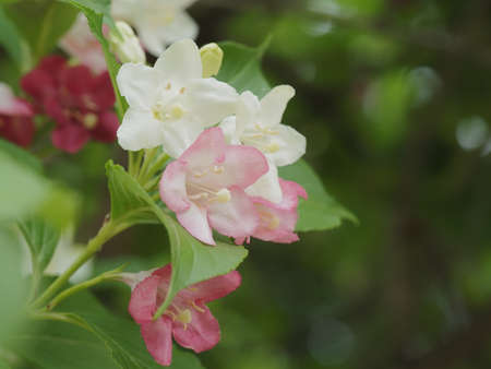 Beautiful red, pink and white Weigela coraeenの写真素材