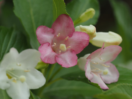 Beautiful red, pink and white Weigela coraeenの写真素材