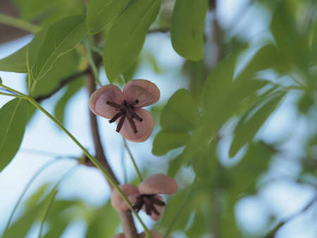 Female flowers of akebi bloom in springの写真素材