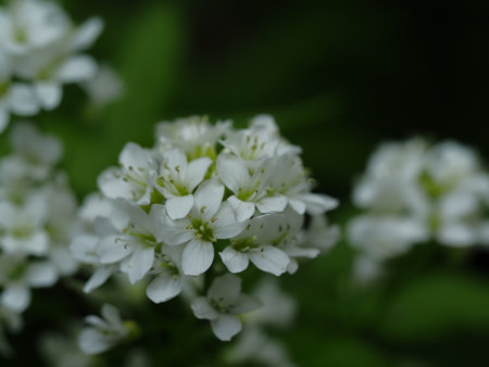 Cardamine leucantha blooming in the wetlands of early summerの写真素材