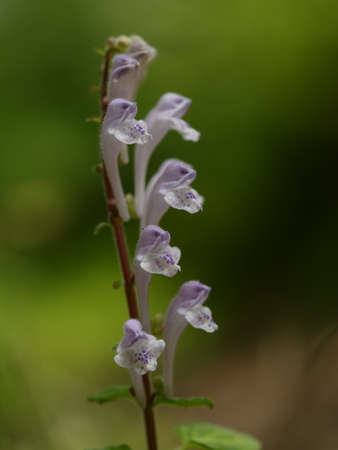 Scutellaria indica blooms in early summerの写真素材