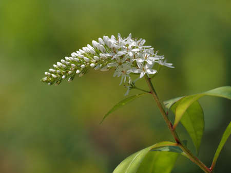 Beautiful Gooseneck Loosestrife with white spikesの写真素材