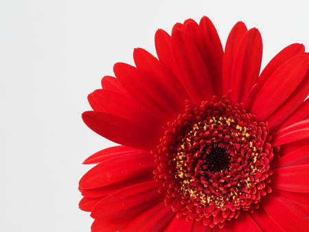 Bright red gerbera  with isolated backの素材 [FY310170311522]