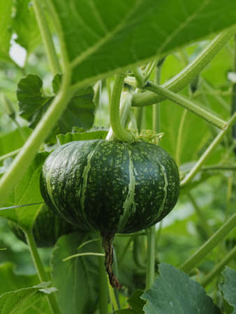 Pumpkins in the summer vegetable garden,の写真素材