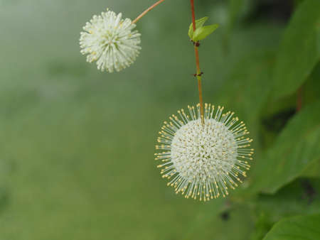 Spherical white Buttonbush flower  bloom