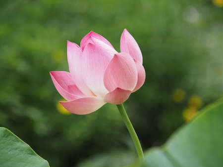 Beautiful pink lotus flower is bloomingの写真素材