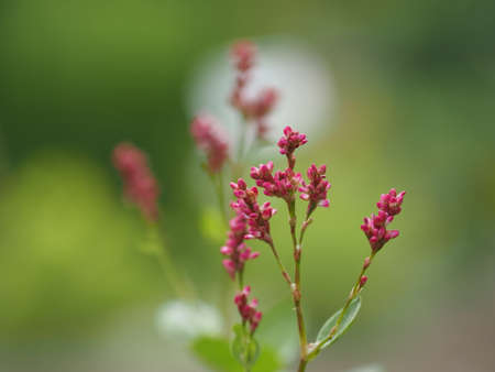 Red indigo plant flowers bloomの写真素材