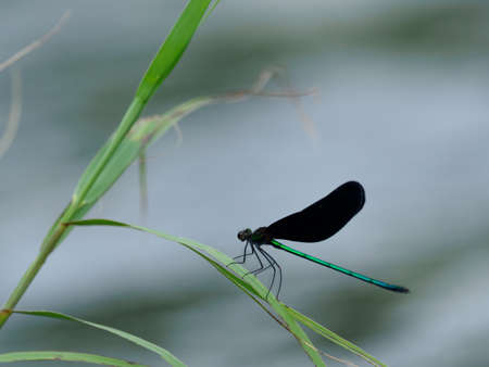 Male  Calopteryx atrata on the riverbank grass