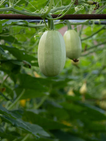Pepo pumpkin in the vegetable garden