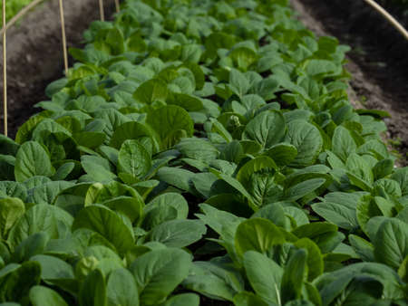 Turnip leaf cultivated in the fieldの写真素材