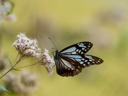 Chestnut tiger butterfly and Eupatorium japonicum flowerの写真素材