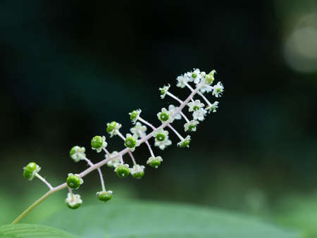 Small flowers and immature fruits of Phytolacca americanaの写真素材