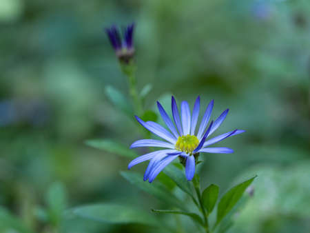 Blue-purple Aster microcephalus flowers bloomの写真素材