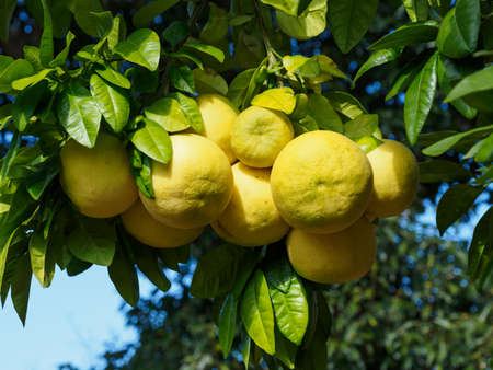 Yellow pomelo fruit  on the branchの写真素材