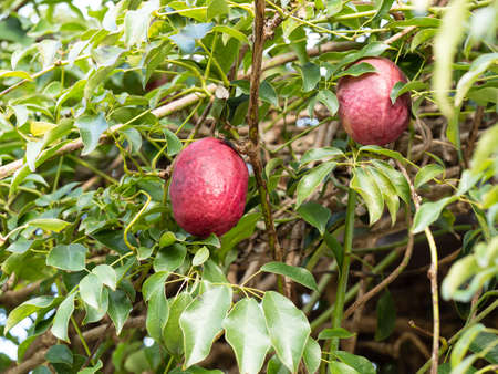 Red ripe Japanese staunton-vine  fruitの写真素材