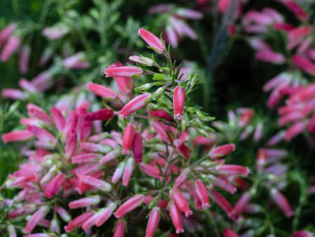 Pink heather flowers in full bloomの写真素材