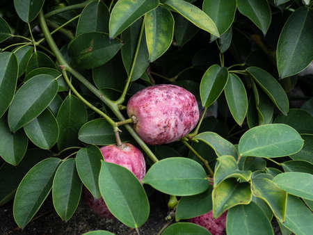 Red ripe Japanese staunton-vine  fruitの写真素材