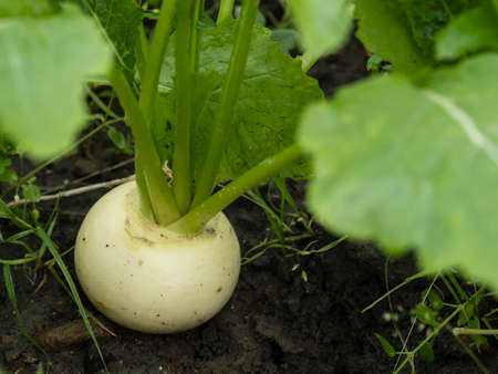 Small white turnips cultivated in Kyoto, Japanの写真素材