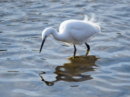 White Little Egret and its reflection on water surfaceの写真素材
