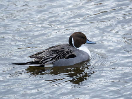 Northern Pintail male swimming in winter riverの写真素材