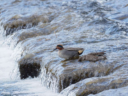 Common Teal in the mountain streamの写真素材