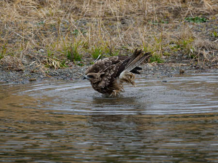 Black Kite is bathing in the riverの写真素材
