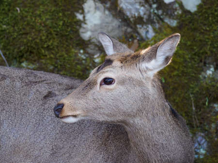 Wild Japanese deer with winter hairの写真素材