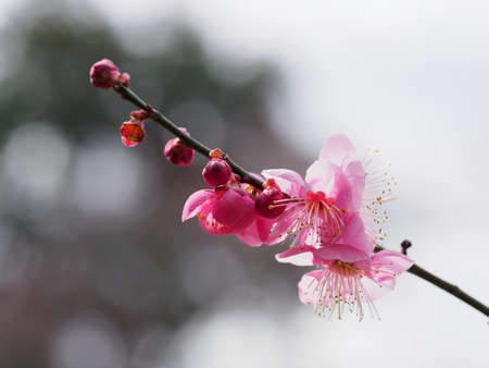 Pink Japanese apricot blooming beautifully