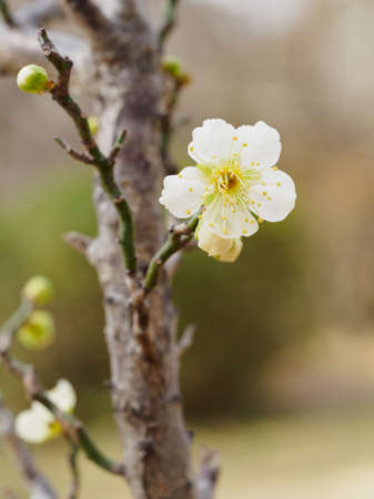 White Japanese apricot blooming beautifullyの写真素材