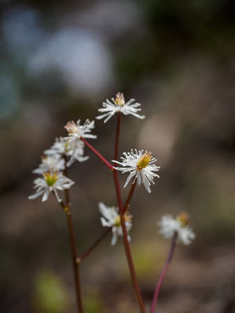 Japanese endemic species wildflowers  bloomの写真素材