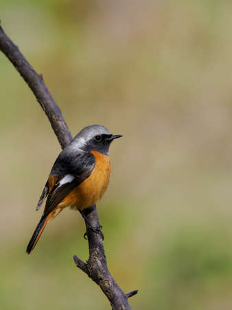 Cute redstart on tree branch in forest
