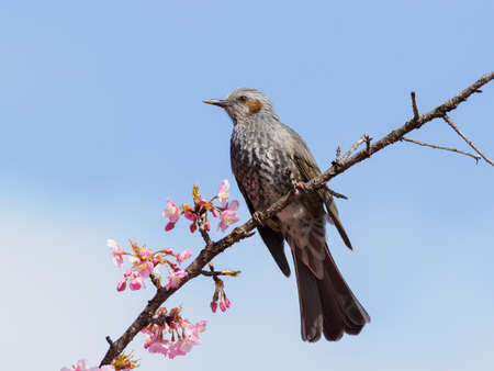 White-tailed hen on branch of cherry blossoms in  spring Japanの写真素材
