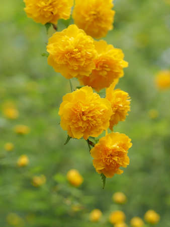 Beautiful golden Japanese kerria in early summer Japan
