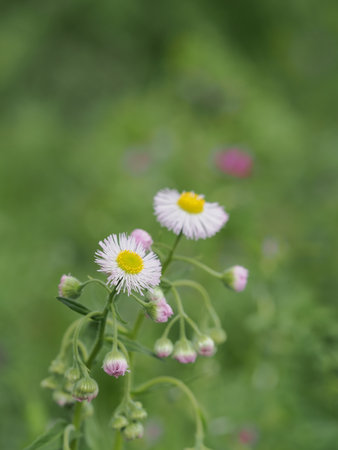 Erigeron philadelphicus in the early summer fieldの写真素材