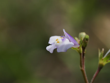 Japanese mazus is little cute wild flowerの写真素材