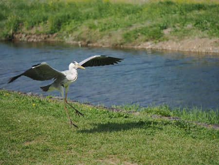 Gray heron in the Kamo River in 
 Kyoto,Japanの写真素材