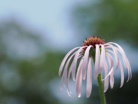Echinacea parida flowers bloom in summerの写真素材