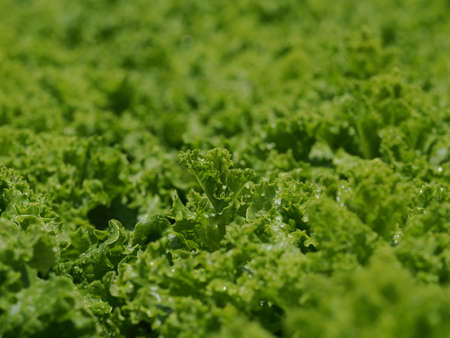Ruffle lettuce in the vegetable gardenの写真素材