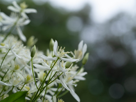 Wild Sweet Autumn Clematisãblooming in forestの写真素材