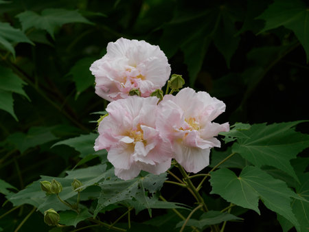 Beautiful pink Confederate rose flowers bloomの写真素材