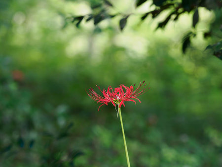 Red spider lily   in the early autumn forest in Japanの写真素材