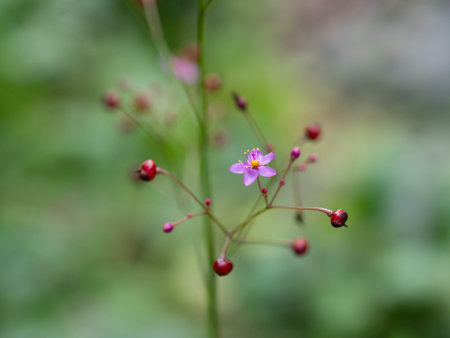 Very small red coral flower is bloomingの写真素材
