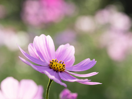Lovely pink cosmos are blooming autumn flower gardenの写真素材